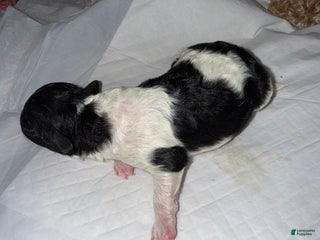 Mixed Breed dogs - Ad 30