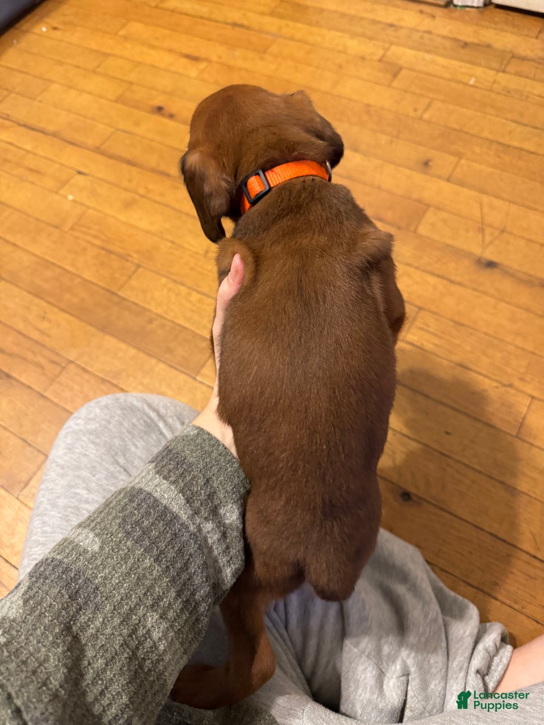 Boxer dogs for sale: Rockee - Ad 2