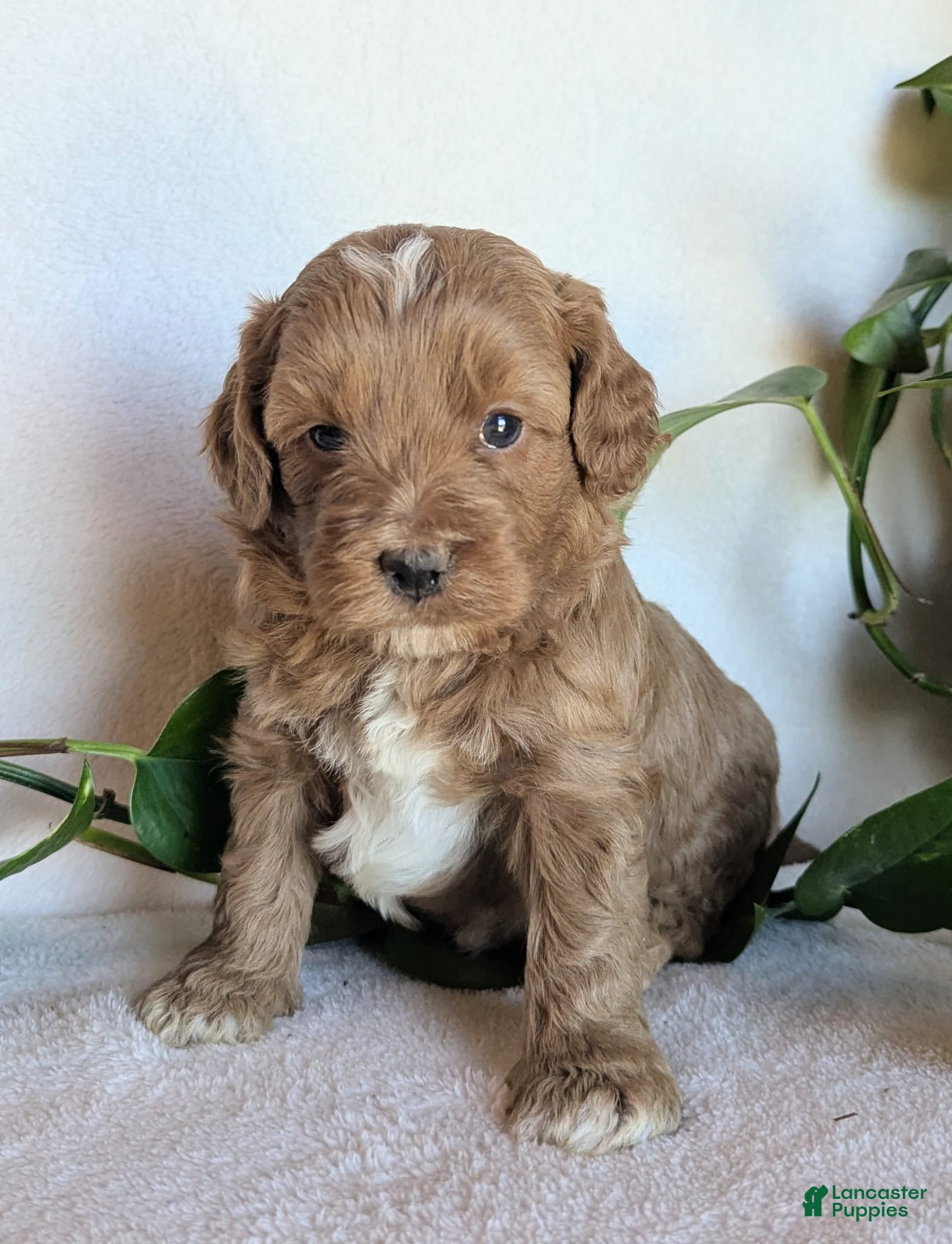 Cockapoo dogs for sale: Duke F1B - Ad 1