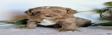 Duke F1B