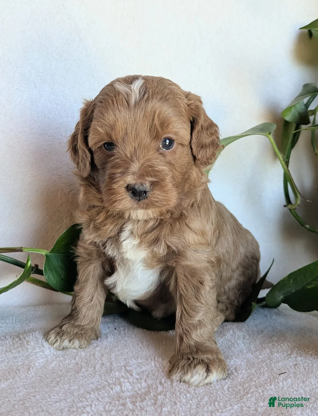 Cockapoo dogs for sale: Duke F1B - Ad 1