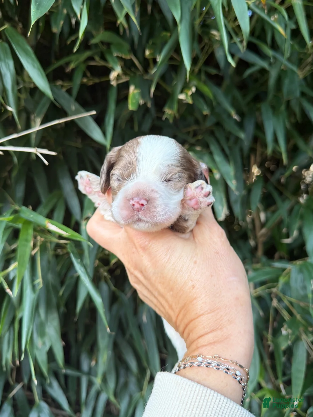 Cocker Spaniel dogs for sale: Cocker Spaniel 1 - Ad 1