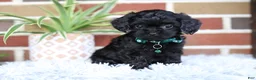 Cavapoo dogs for sale: Button - Ad 11