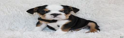 English Bulldog dogs for sale: Mabel - Ad 4