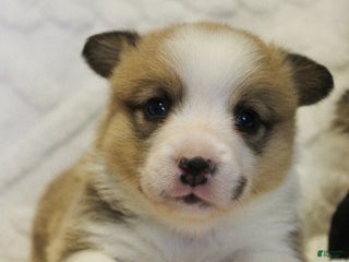 Welsh Corgi Pembroke dogs Blitzen Genetically CLEAR - Ad 14