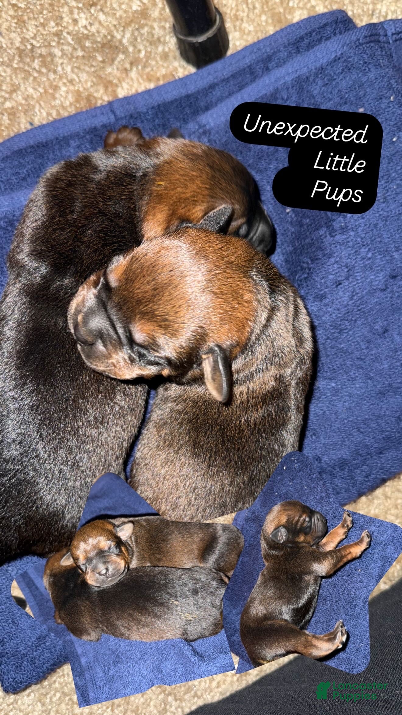 Mixed Breed dogs Mixed Breed 3 - Ad 1