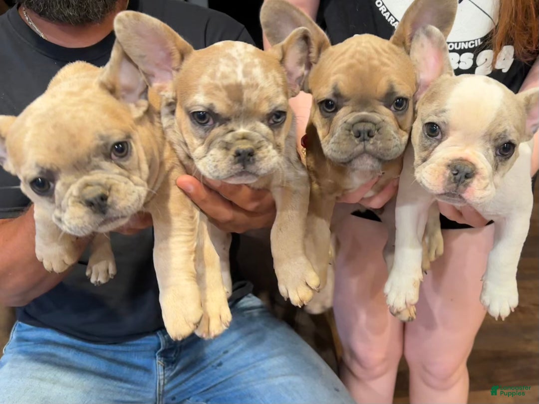 French Bulldog dogs for sale: Eva - Ad 4