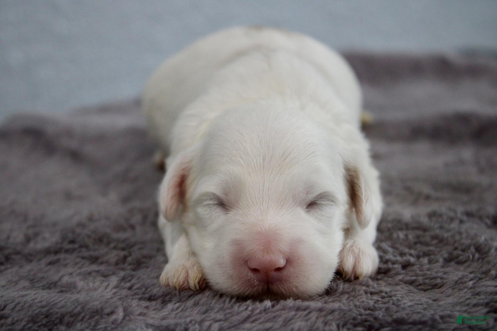Mini Goldendoodle dogs for sale: Waylon - Ad 1