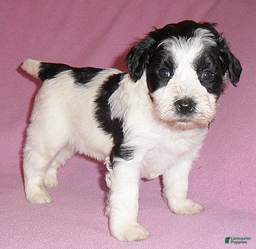 Mixed Breed dogs Roxie - Ad 8