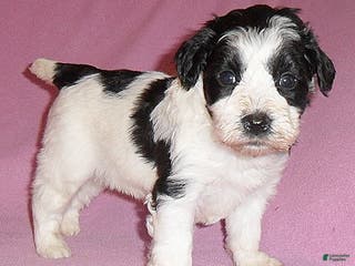 Mixed Breed dogs Roxie - Ad 11