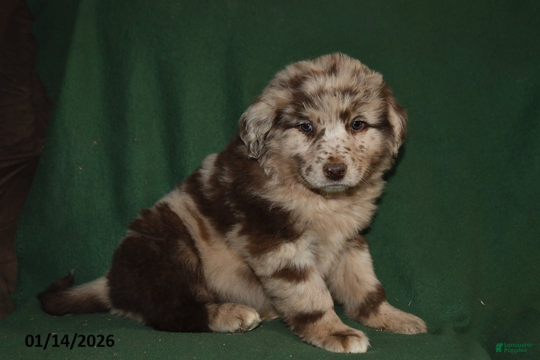 Mixed Breed dogs for sale: Gavin - Ad 2