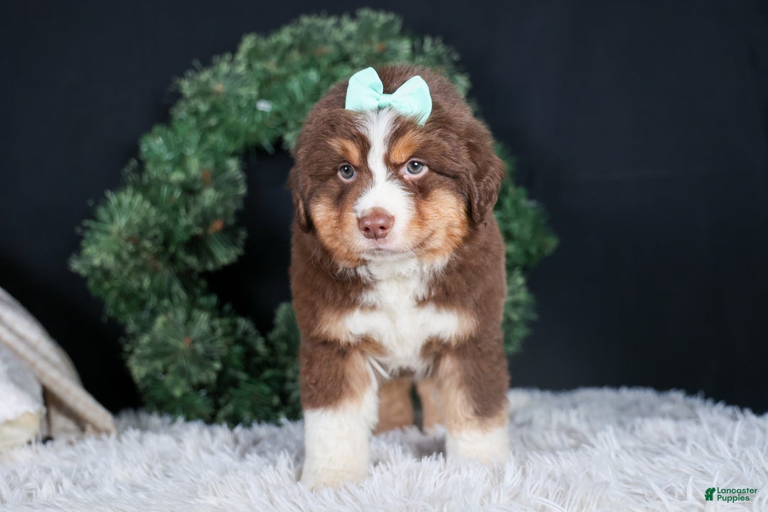 Miniature Australian Shepherd dogs for sale: SHADOW - Ad 3
