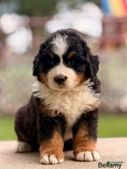 Bernese Mountain Dog dogs Bellamy - Ad 41