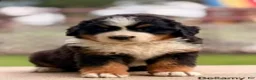 Bernese Mountain Dog dogs for sale: Bellamy - Ad 1