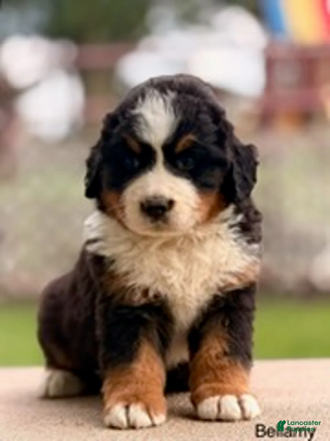 Bernese Mountain Dog dogs for sale: Bellamy - Ad 1