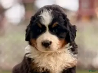 Bernese Mountain Dog dogs Bellamy - Ad 41