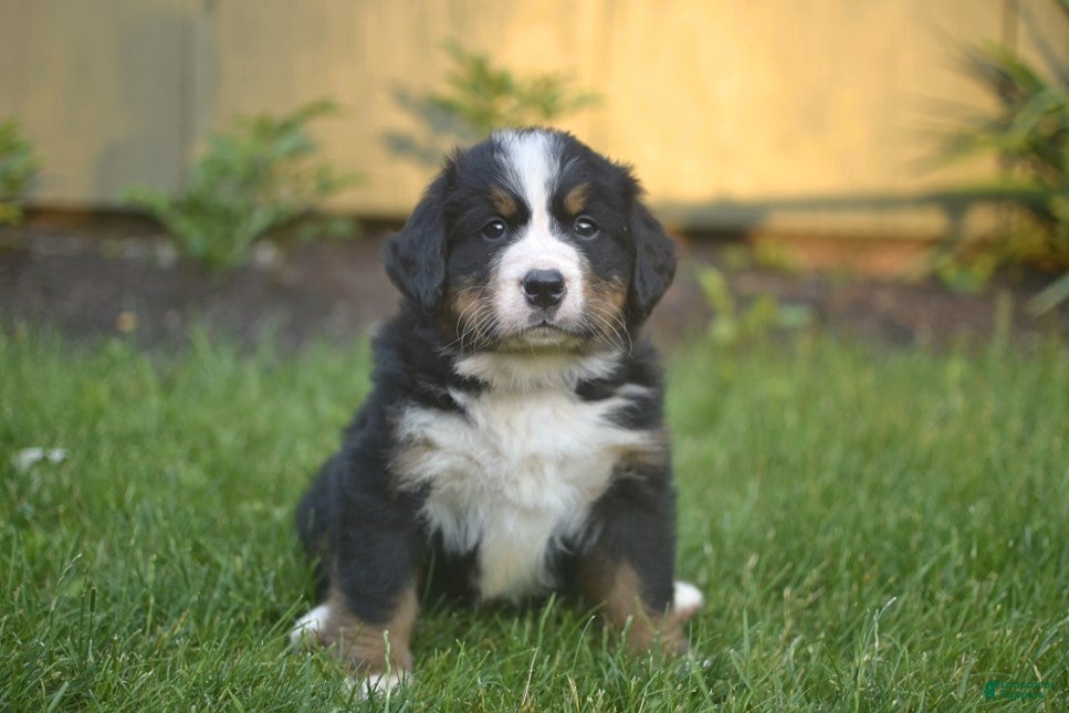 Bernese Mountain Dog dogs Freddy - Ad 1