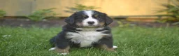 Bernese Mountain Dog dogs for sale: Freddy - Ad 1