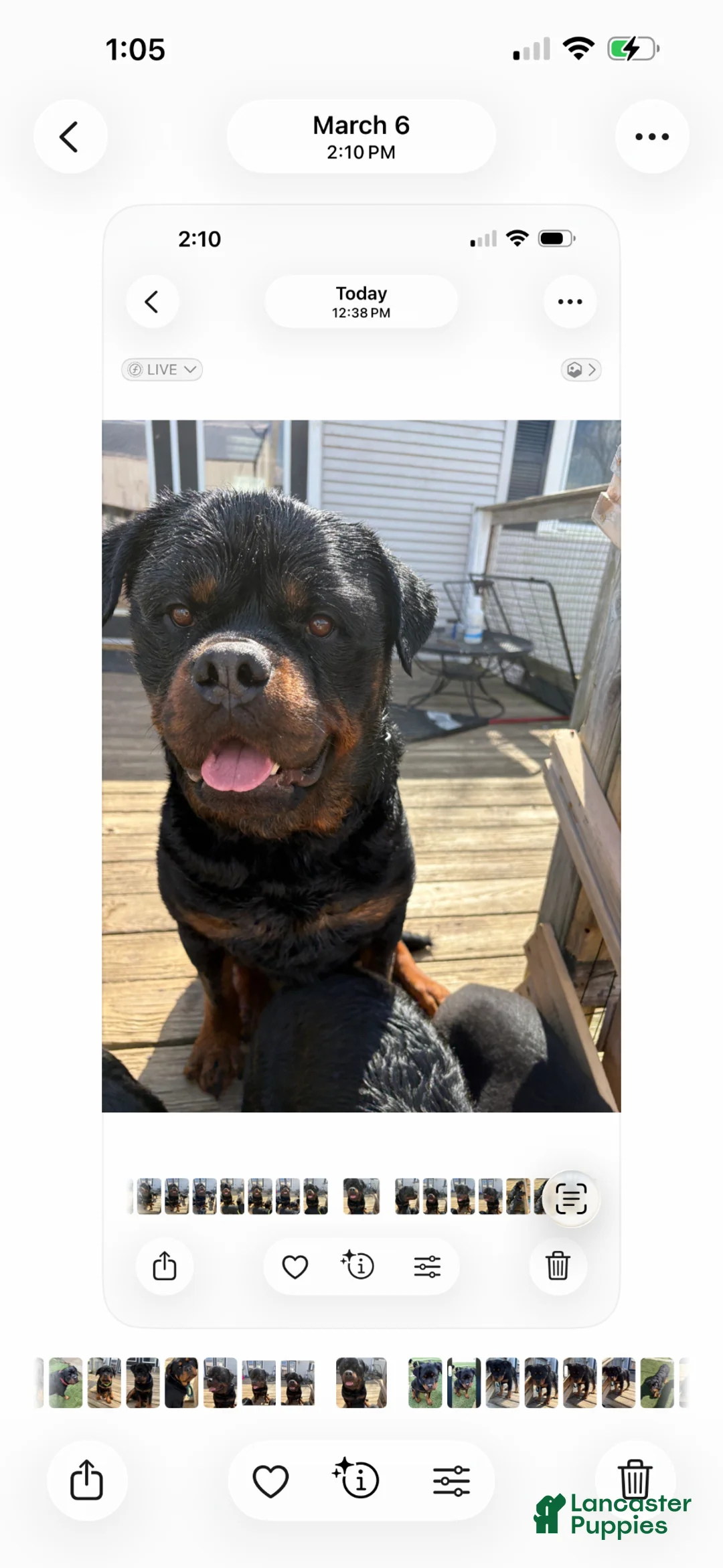 Alapaha Blue Blood Bulldog dogs for stud: AKC Registered German Rottweiler - Ad 2