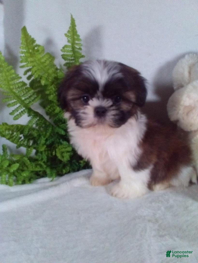 Shih Tzu dogs Cosmo - Ad 2