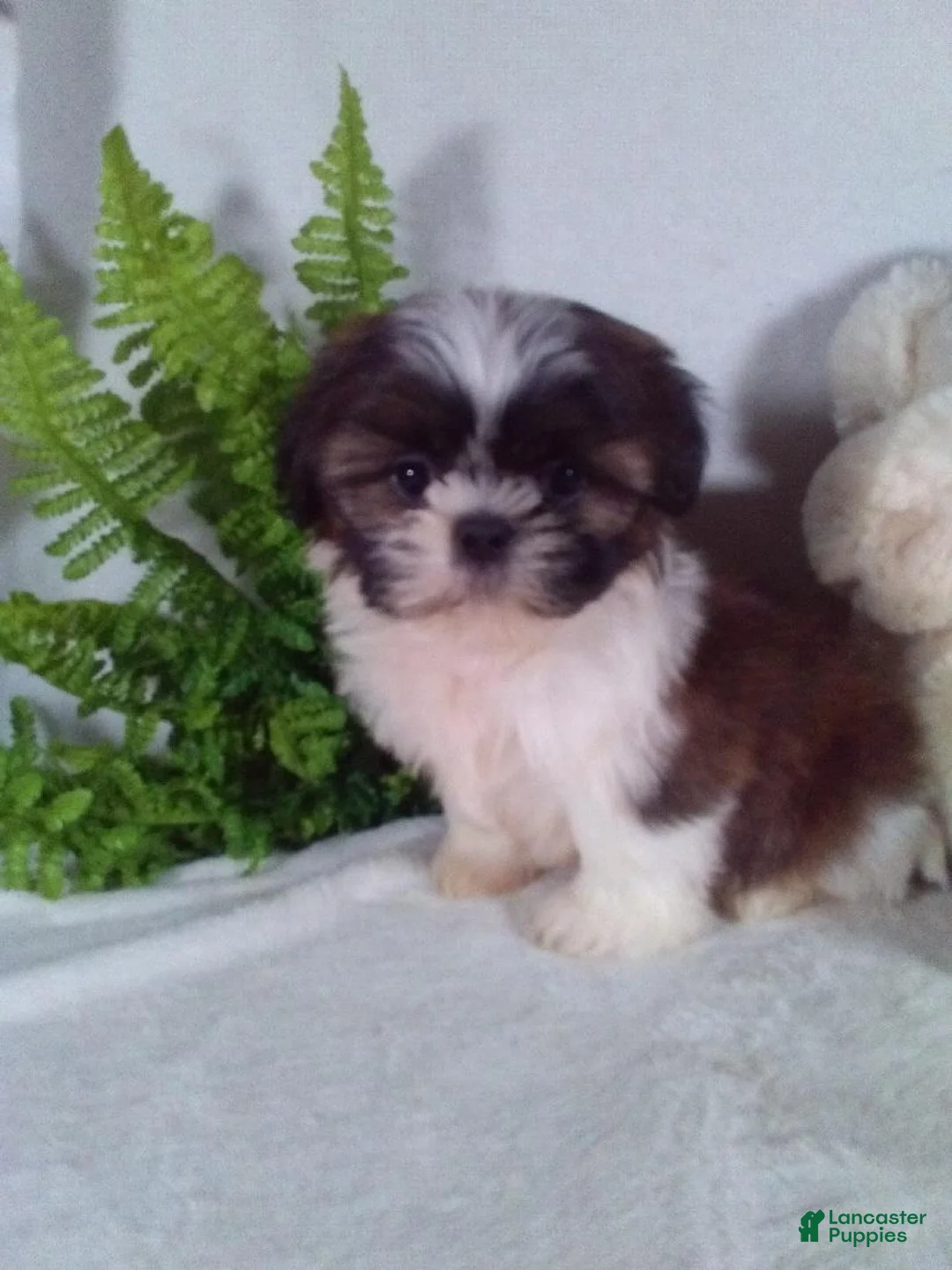 Shih Tzu dogs for sale: Cosmo - Ad 2