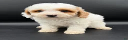 Mini Goldendoodle dogs for sale: river - Ad 3