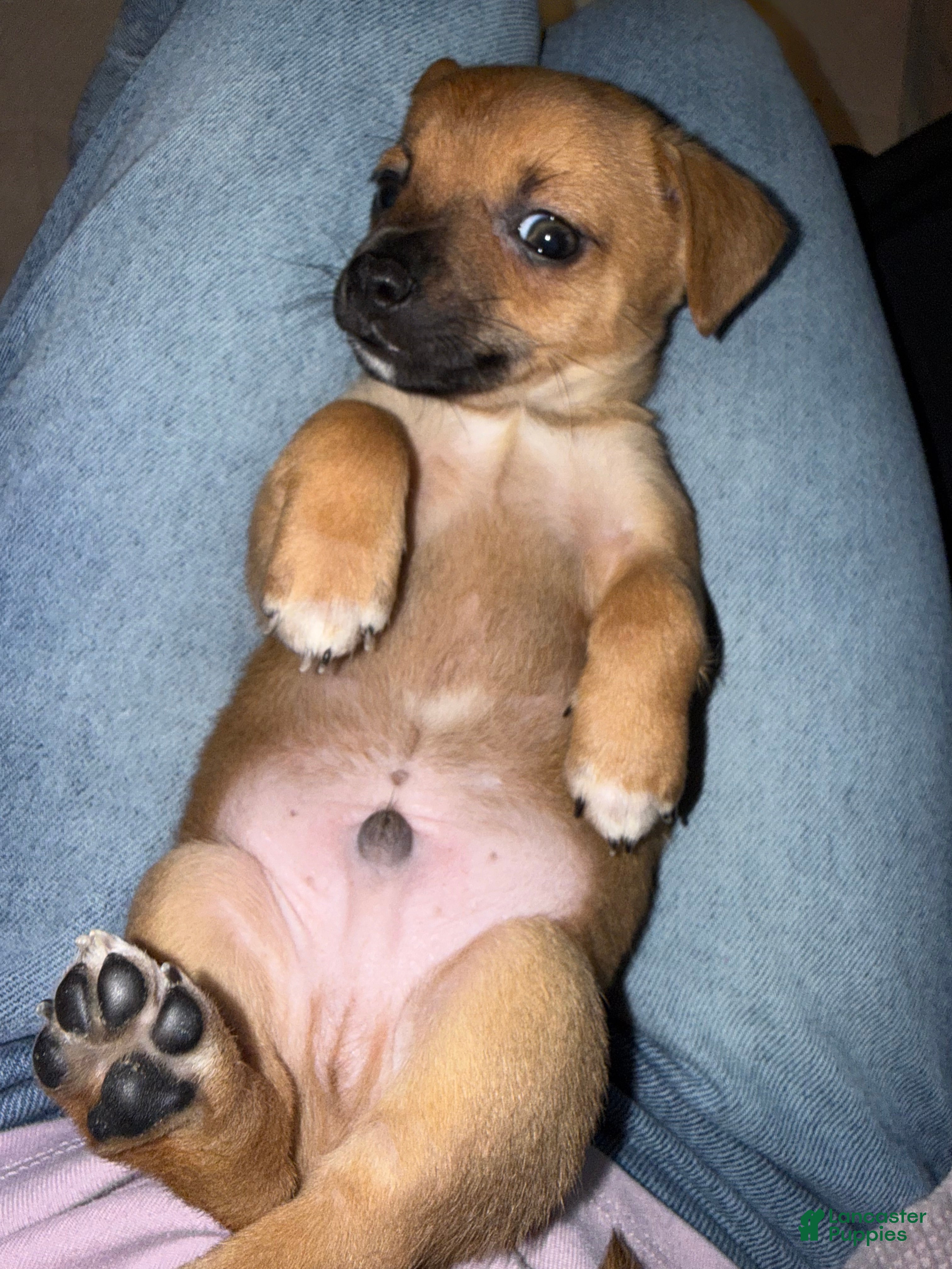 Mixed Breed dogs Gizmo - Ad 28
