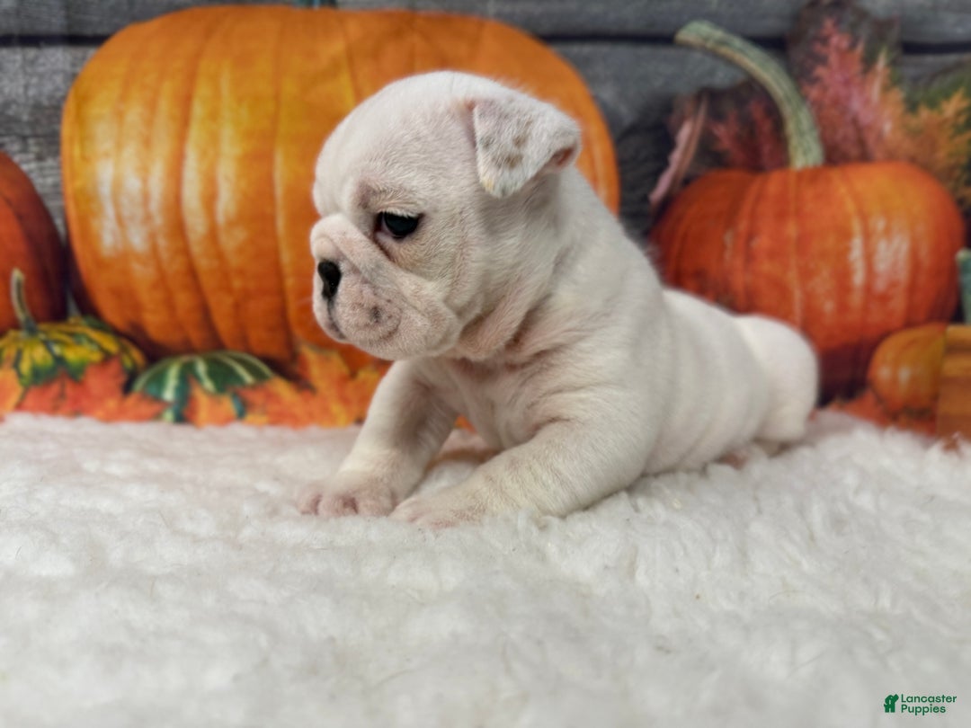 English Bulldog dogs for sale: Breezy - Ad 6