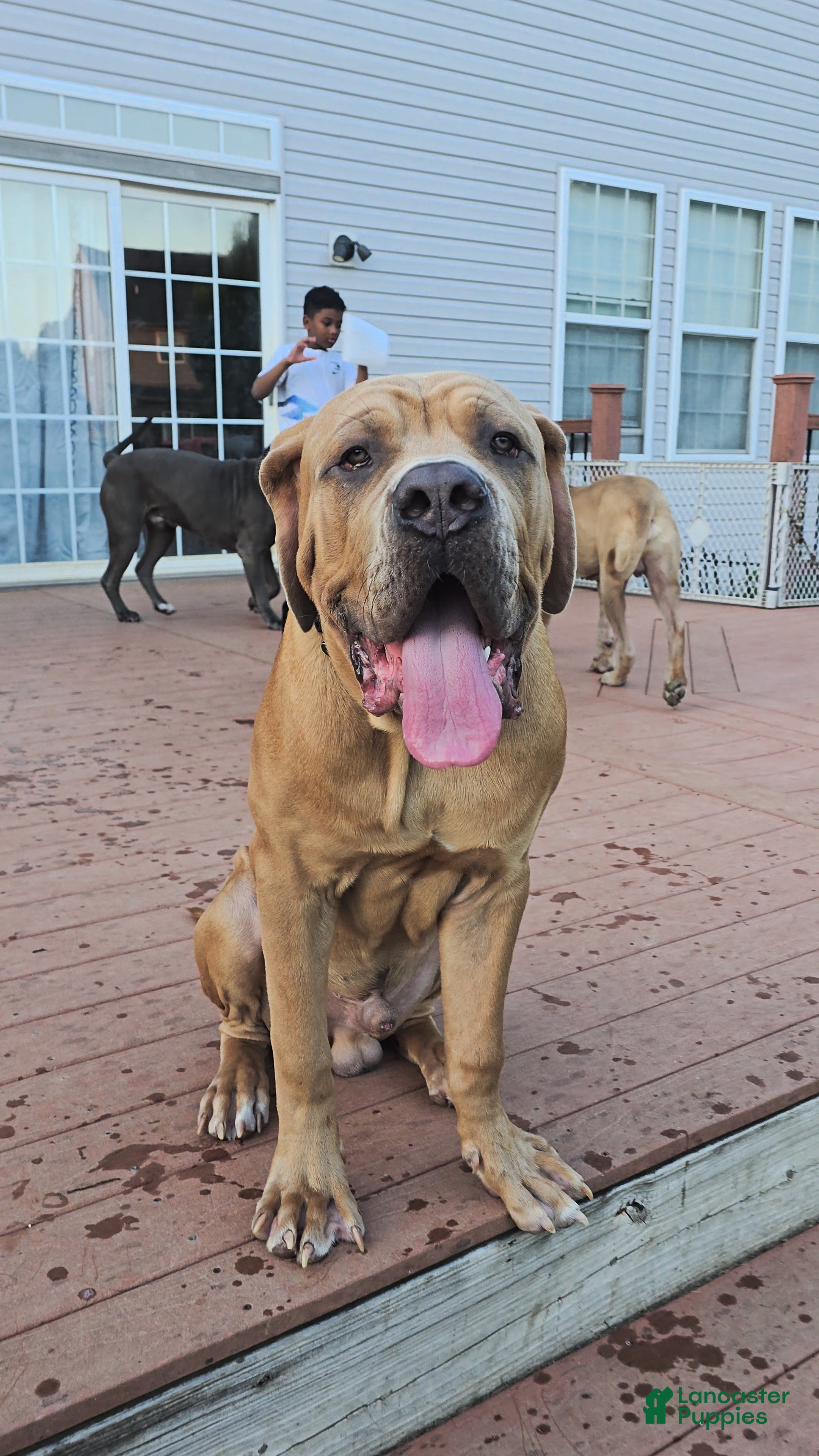Cane Corso dogs Cane Corso 1 - Ad 25