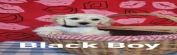 Cockapoo dogs for sale: Black Boy  - Ad 27