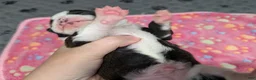Chihuahua dogs for sale: Cody - Ad 3