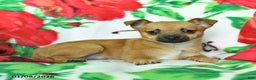 Chihuahua dogs for sale: Abby - Ad 2