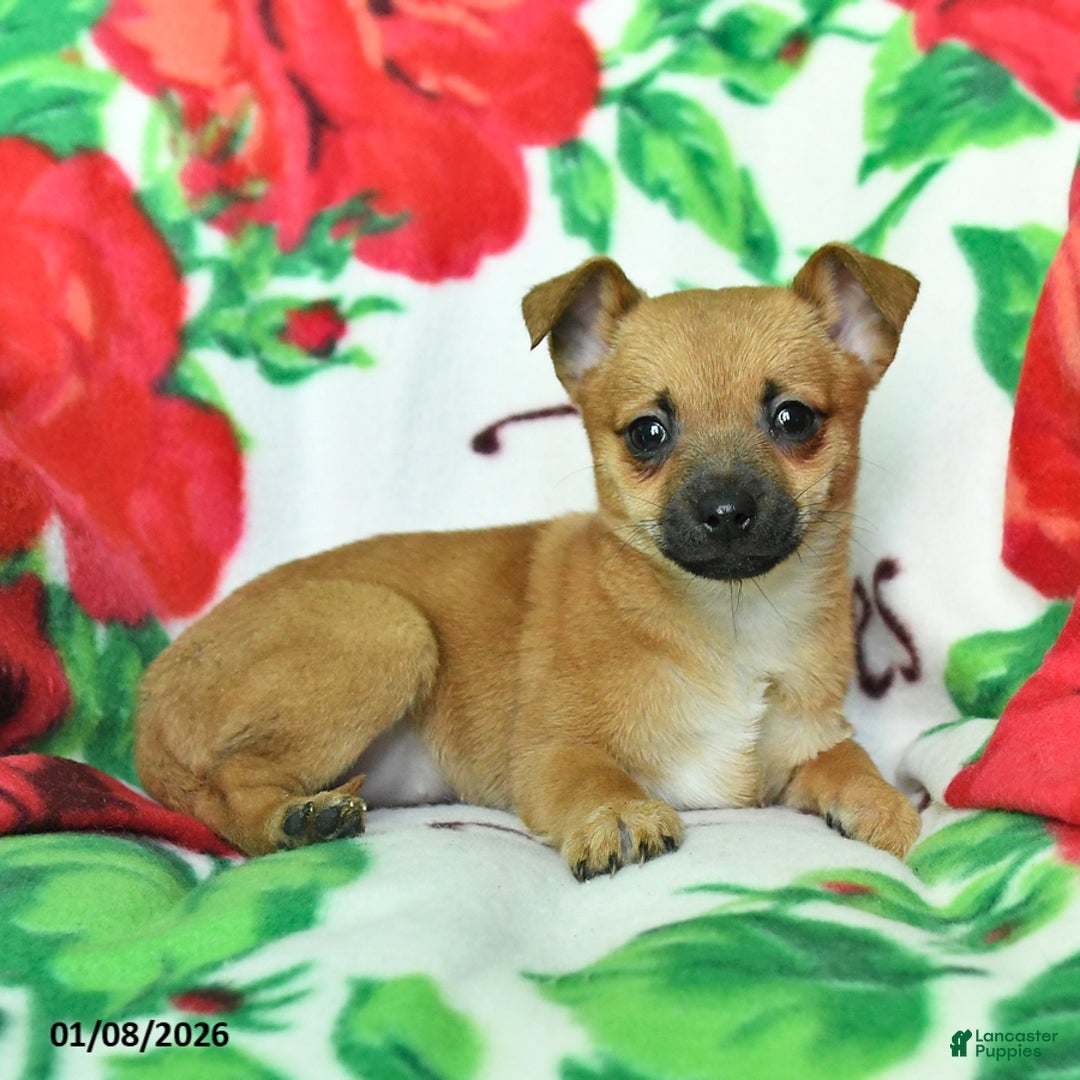 Chihuahua dogs for sale: Abby - Ad 2