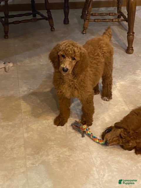 Standard Poodle dogs Jasmine- parents genetic clear - Ad 4