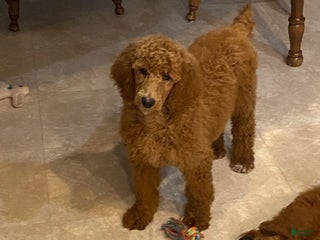 Standard Poodle dogs Jasmine- parents genetic clear - Ad 17
