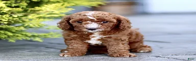 Kurly 