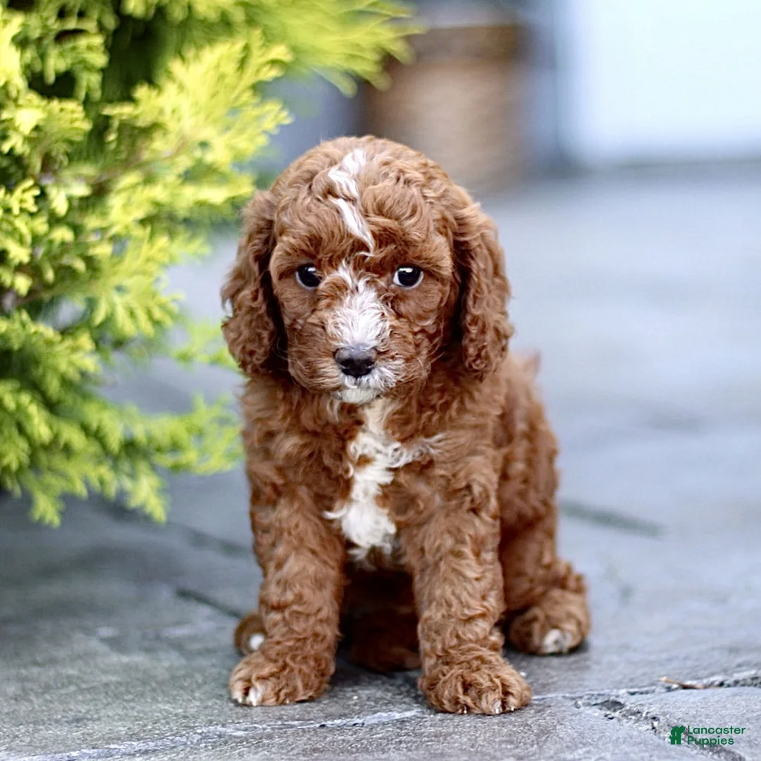 Mini Goldendoodle dogs for sale: Kurly  - Ad 1