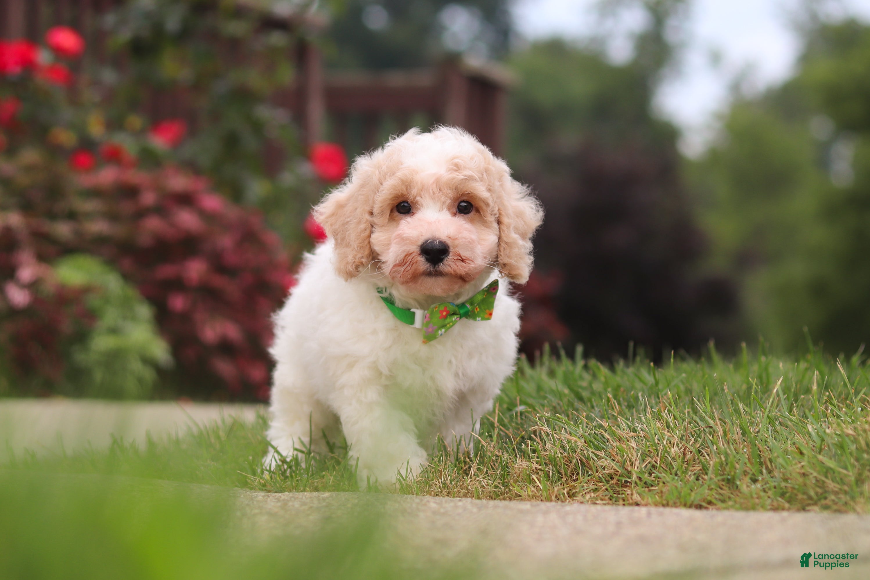 Bichpoo dogs Benji - Ad 2