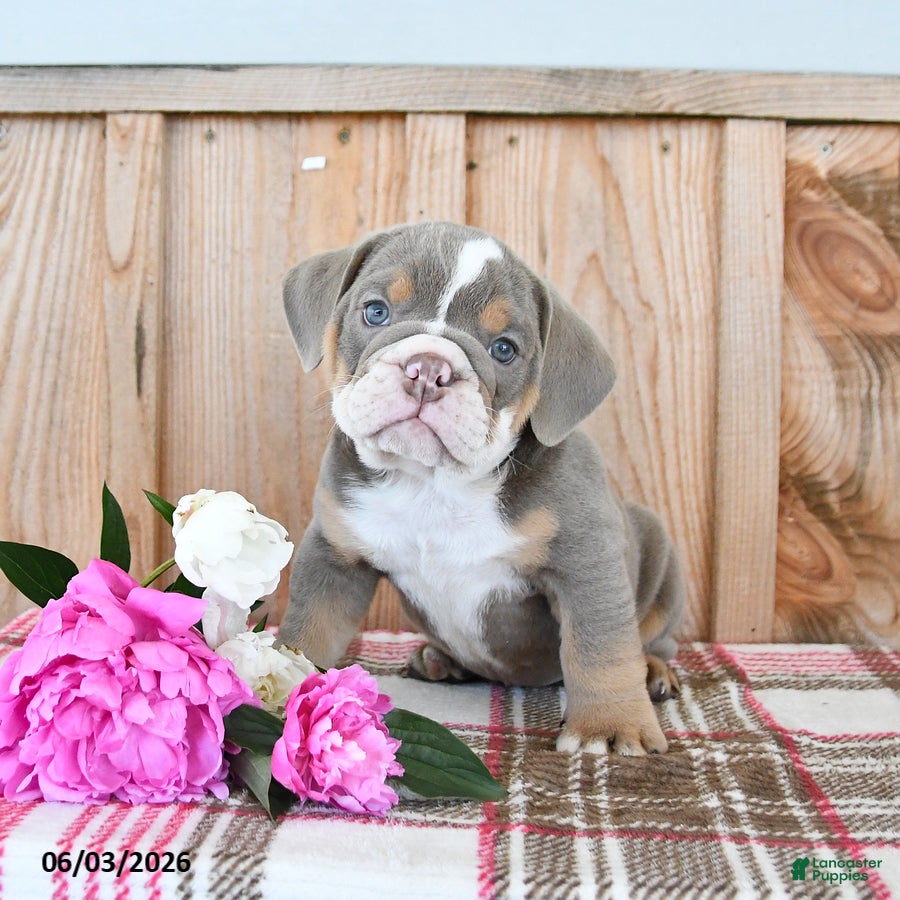 Duke