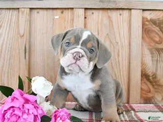English Bulldog dogs for sale: Duke - Ad 1