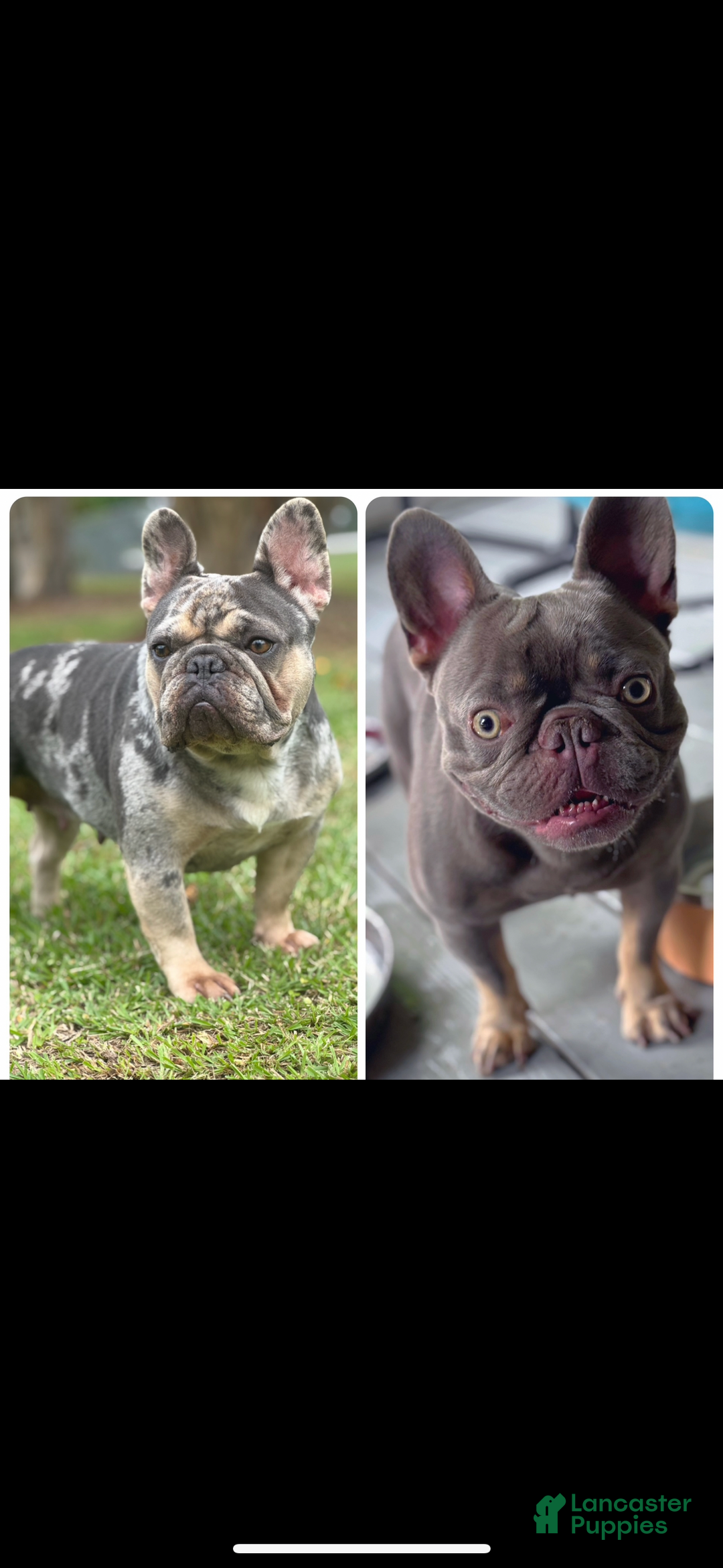 French Bulldog dogs for sale: French Bulldog Puppy 1 - Ad 7