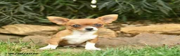 Chihuahua dogs for sale: Rocket  - Ad 4