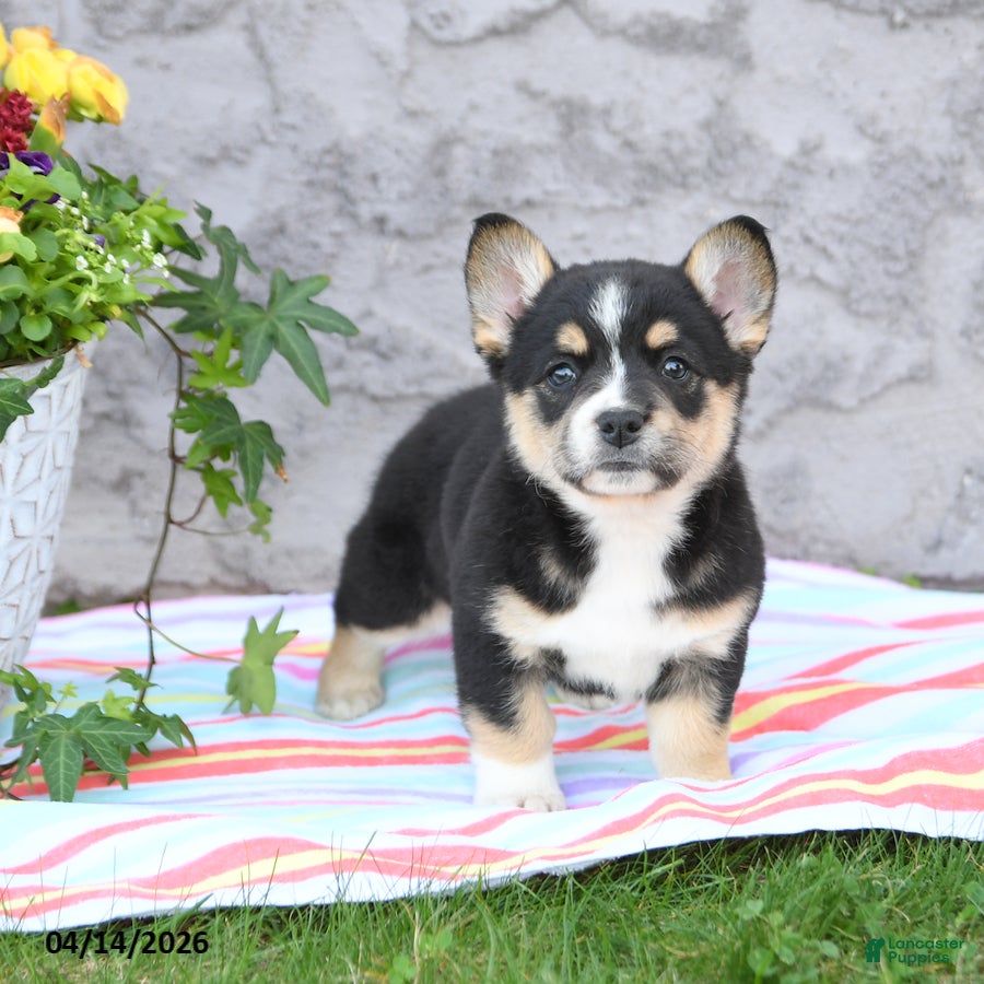 Mixed Breed dogs Lucy - Ad 2