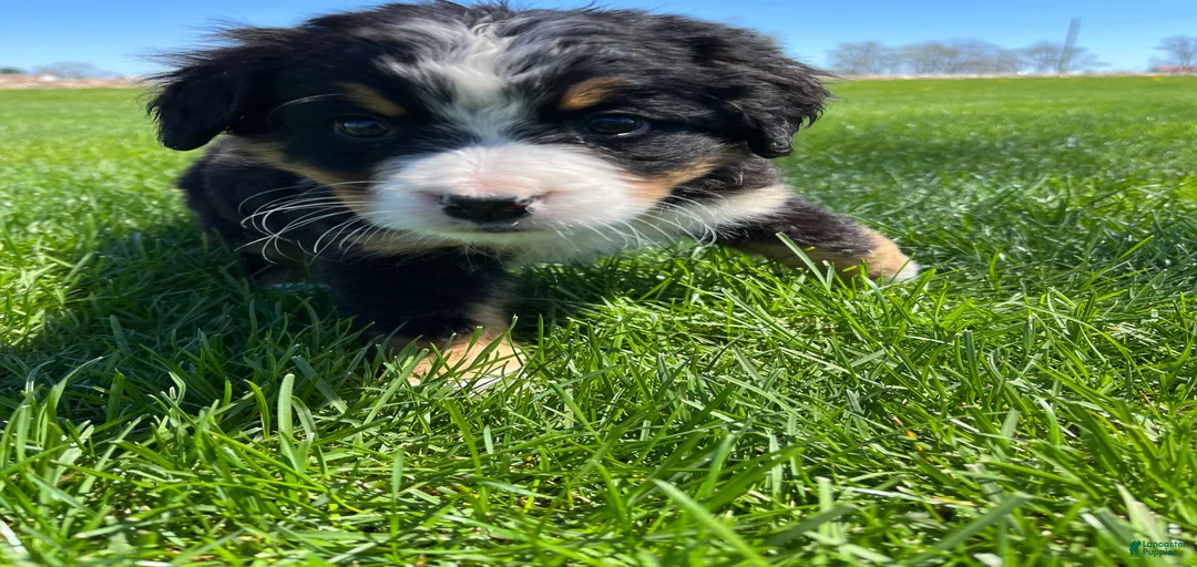 Gallery Image {{count}}