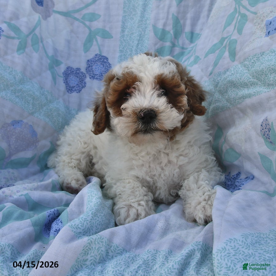 Cavapoo dogs Patriot - Ad 2