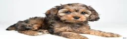 Cockapoo dogs for sale: Hank - Ad 3