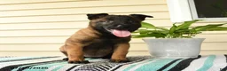 Belgian Malinois dogs for sale: Ayana - Ad 2
