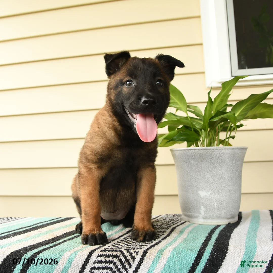 Belgian Malinois dogs for sale: Ayana - Ad 2