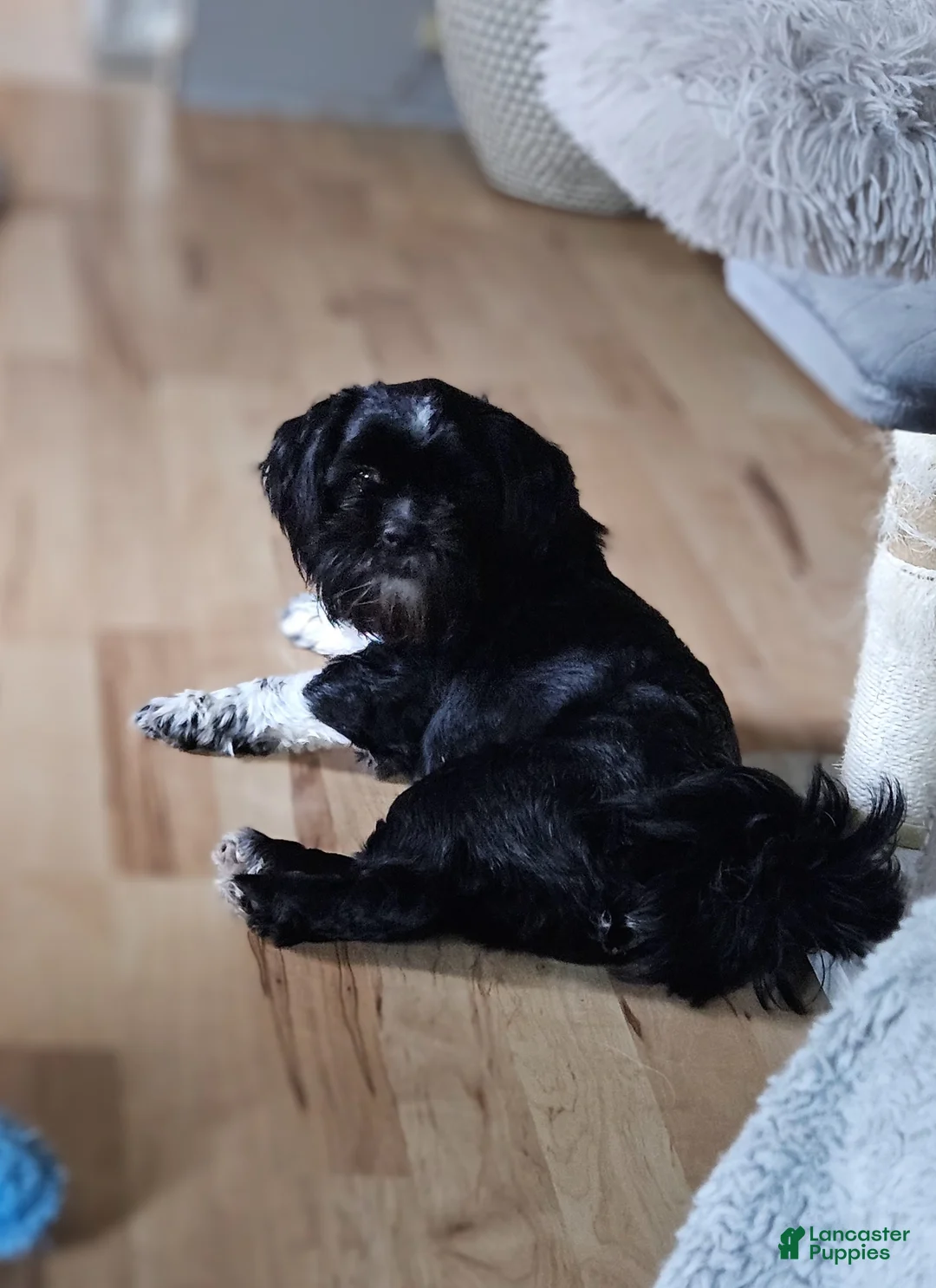 Gallery Image {{count}}