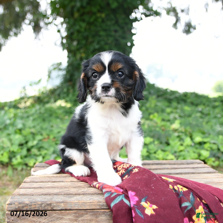 Cavalier King Charles Spaniel dogs Griffin - Ad 2